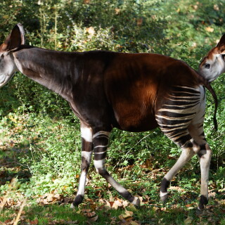 Okapi-2