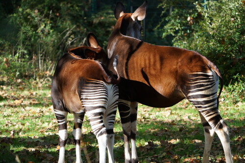 Okapi-3.jpeg