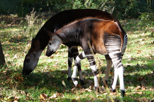 Okapi-4.jpeg