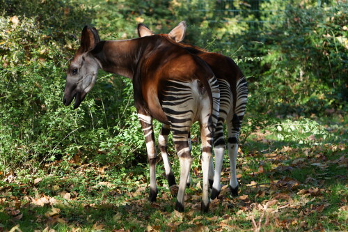 Okapi.jpeg