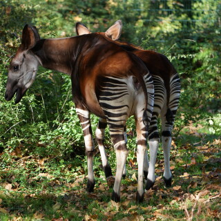 Okapi