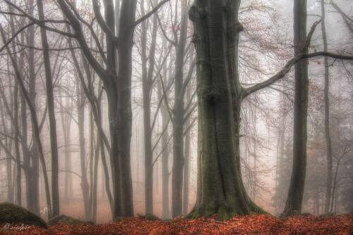 Baeume-im-Nebel-4_20161223_0001_2_3_tonemapped-4_Web.jpeg