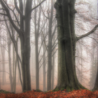 Baeume-im-Nebel-4_20161223_0001_2_3_tonemapped-4_Web