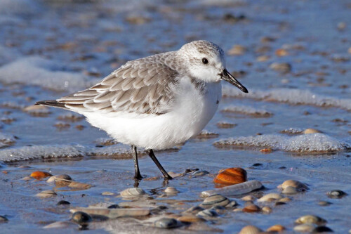 5-sanderling-winter.jpeg