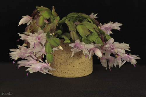 Weihnachtskaktus_Schlumbergera_20241212_0005_B_Web.jpeg