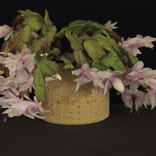 Weihnachtskaktus_Schlumbergera_20241212_0005_B_Web