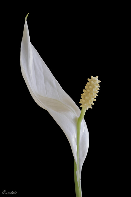 Einblatt_Spathiphyllum_20241228_0003-33_B_Web.jpeg