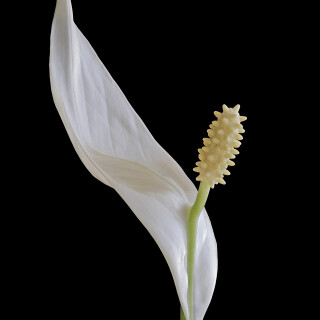 Einblatt_Spathiphyllum_20241228_0003-33_B_Web