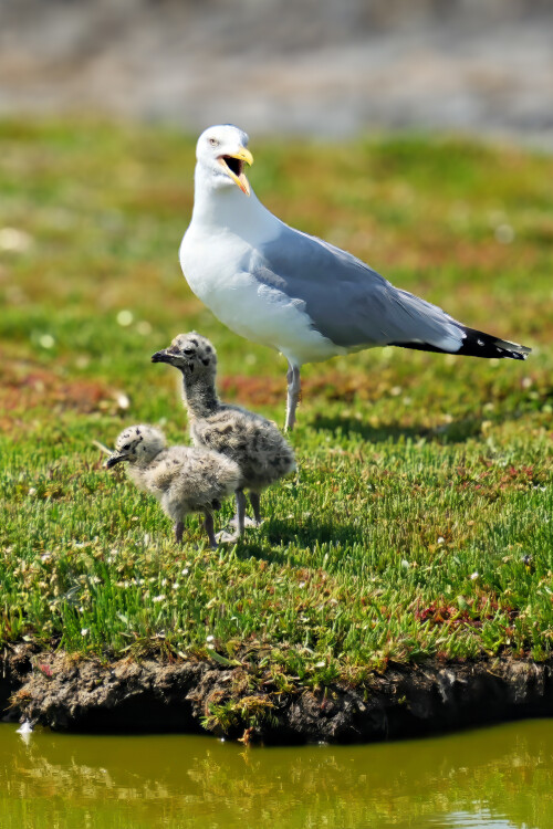 A1000584-Silbermoeve-mit-Jungvoegel.jpeg