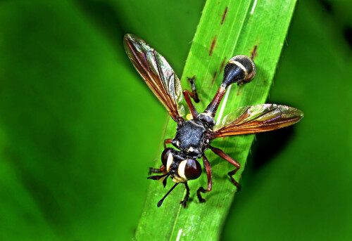 Dickkopffliege-Physocephala-rufipes-dorsal.jpeg