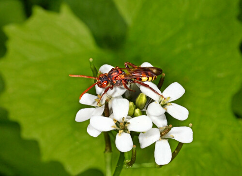 Wespenbiene-auf-Knoblauchsrauke-Nomada-flava.jpeg