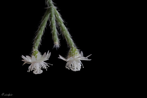 Kaktus_Rhipsalis-pilocarpa_20241229_0001_B_Web.jpeg