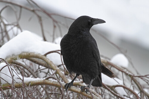 Rabenkraehe_Corvus-corone_20141230_0002_2_B_Web.jpeg