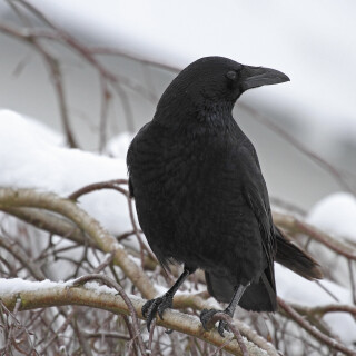 Rabenkraehe_Corvus-corone_20141230_0002_2_B_Web