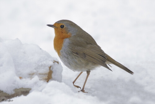 Rotkehlchen_Erithacus-rubecula_20130119_0001_B_Web.jpeg