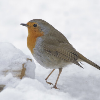 Rotkehlchen_Erithacus-rubecula_20130119_0001_B_Web