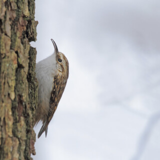 Waldbaumlaeufer_Certhia-familiaris_20200326_0002_B_1_Web