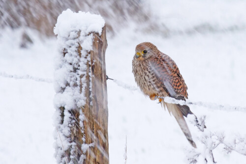 1-turmfalke-im-schneeschauer.jpeg