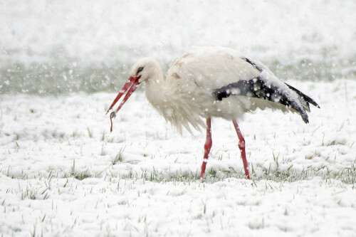 1.2-wurmfang-im-schnee.jpeg