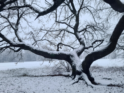 2025-01-02-Nurnberg-Marienpark-verschlungen-1.jpeg