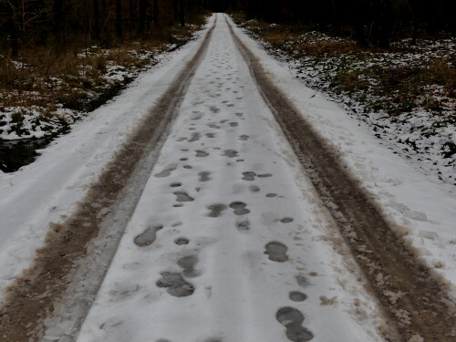 2025-01-09-Restschnee-Waldweg-4.jpeg