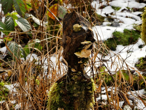 2025-01-09-mir-ist-kalt-im-Wald-2.jpeg