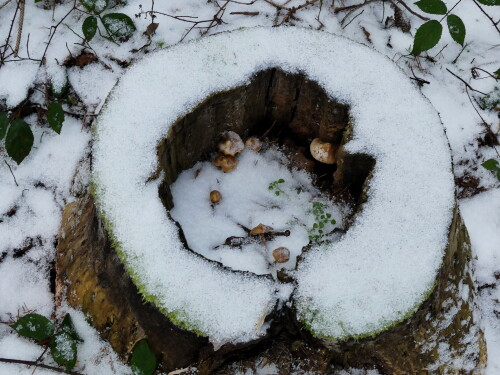 2025-01-11-geschutzter-Waldbereich-2.jpeg