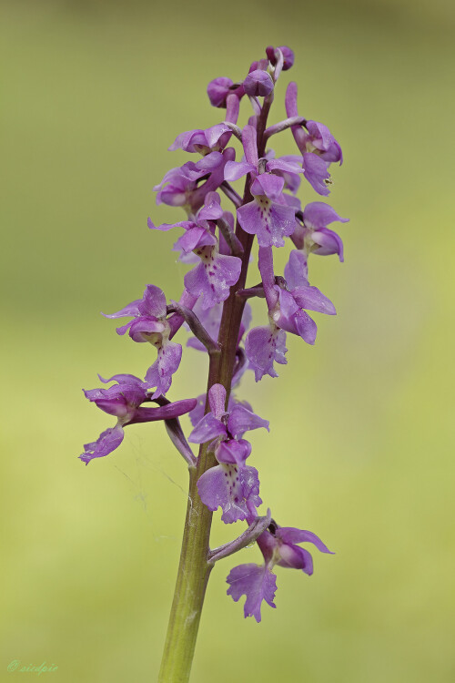 Maennliches-Knabenkraut_Orchis-mascula_20190430_0007_B_Web.jpeg