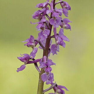 Maennliches-Knabenkraut_Orchis-mascula_20190430_0007_B_Web