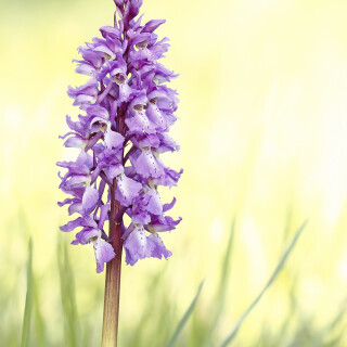 Maennliches-Knabenkraut_Orchis-mascula_20200411_0012_B_Web