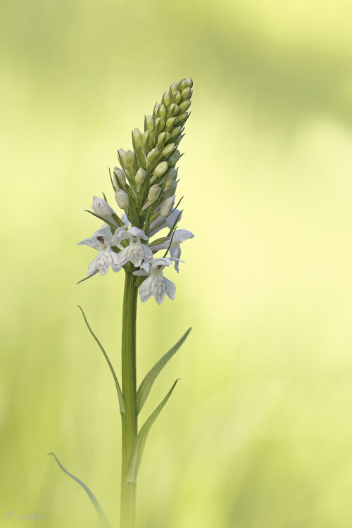 Fuchs-Knabenkraut_Dactylorhiza-fuchsii_20190602_0002_B_Web.jpeg