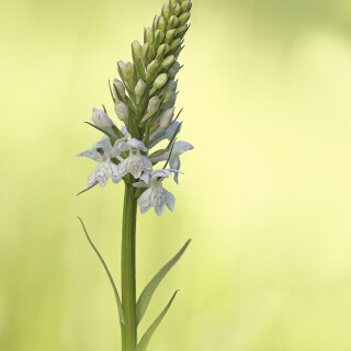 Fuchs-Knabenkraut_Dactylorhiza-fuchsii_20190602_0002_B_Web