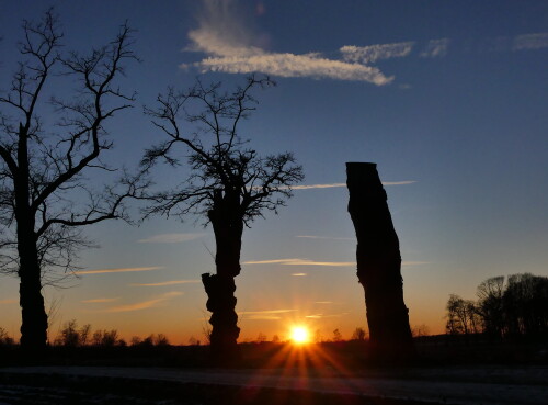 2025-01-13-Triesdorf-Abendsonne-hinter-den-Akazien-1.jpeg