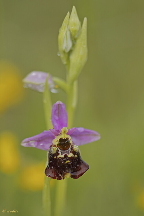 Hummel-Ragwurz_Ophrys-holoserica_20210528_0011_B_Web.jpeg