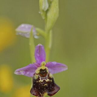 Hummel-Ragwurz_Ophrys-holoserica_20210528_0011_B_Web