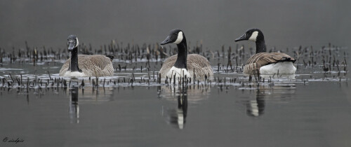 Kanadagans_Branta-canadensis_20160308_0005_4_Web.jpeg