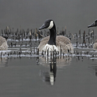 Kanadagans_Branta-canadensis_20160308_0005_4_Web