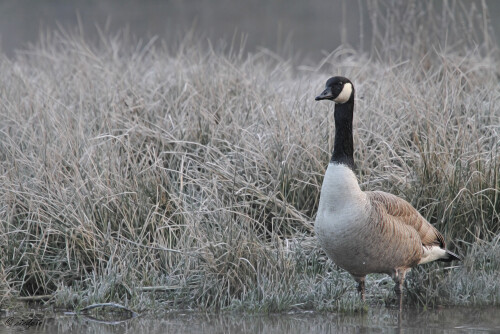 Kanadagans_Branta-canadensis_20160310_0001_Web.jpeg