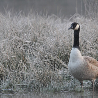 Kanadagans_Branta-canadensis_20160310_0001_Web