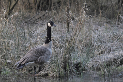 Kanadagans_Branta-canadensis_20160310_0002_1_Web.jpeg