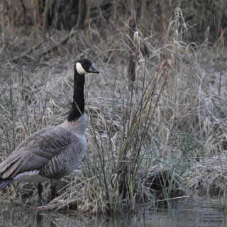 Kanadagans_Branta-canadensis_20160310_0002_1_Web