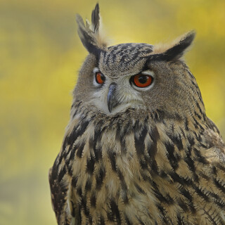 Uhu_Bubo-bubo_20131019_0004_B1_Web