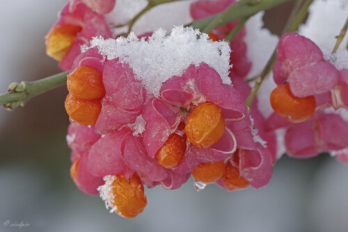 Pfaffenhuetchen_Euonymus-europaeus_20121028_0021_B_Web.jpeg