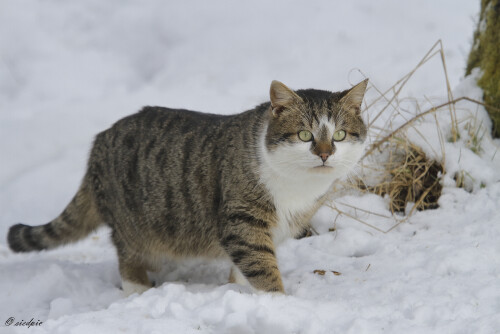 Hauskatze_Felis-silvestris-catus_20150205_0010_B_Web.jpeg