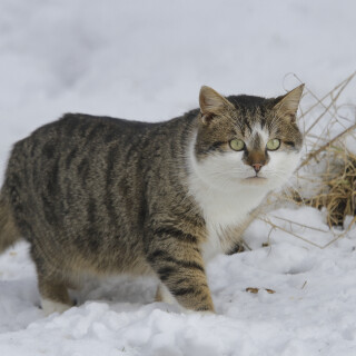 Hauskatze_Felis-silvestris-catus_20150205_0010_B_Web