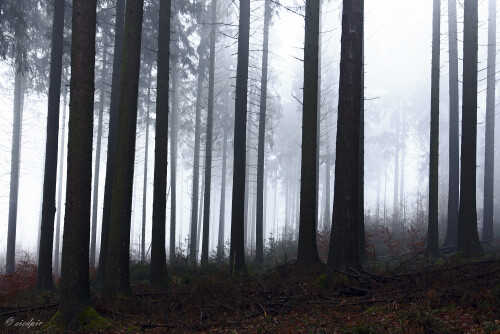 Nebelwald_20201216_0001_B_Web.jpeg