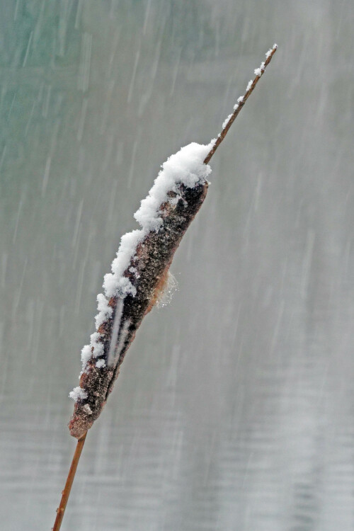 rohrkolben-im-schnee.jpeg