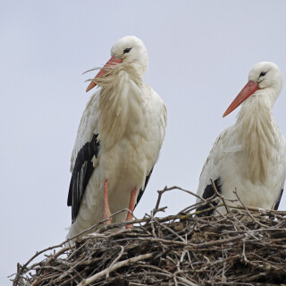 Weissstorch_Ciconia-ciconia_20250130_0001_B_Web