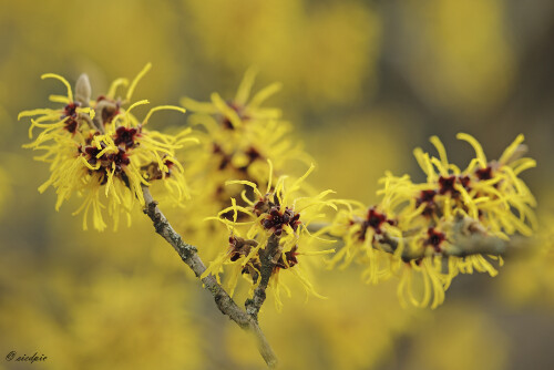 Zaubernuss_Hamamelis_20250128_0002_B_Web.jpeg