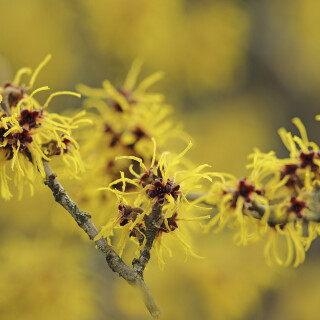 Zaubernuss_Hamamelis_20250128_0002_B_Web